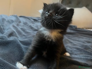 Mixed Breed cats - Advert 29