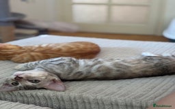 Bengal cats for sale: Beautiful Bengal Kittens ❤️  - Image 5