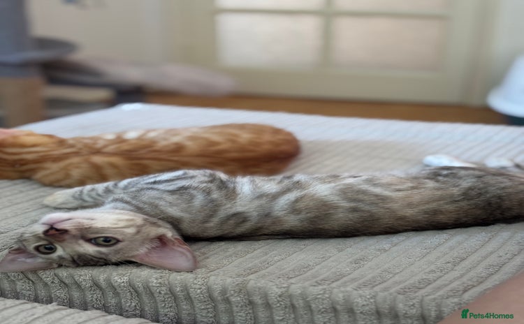 Bengal cats - Advert 2