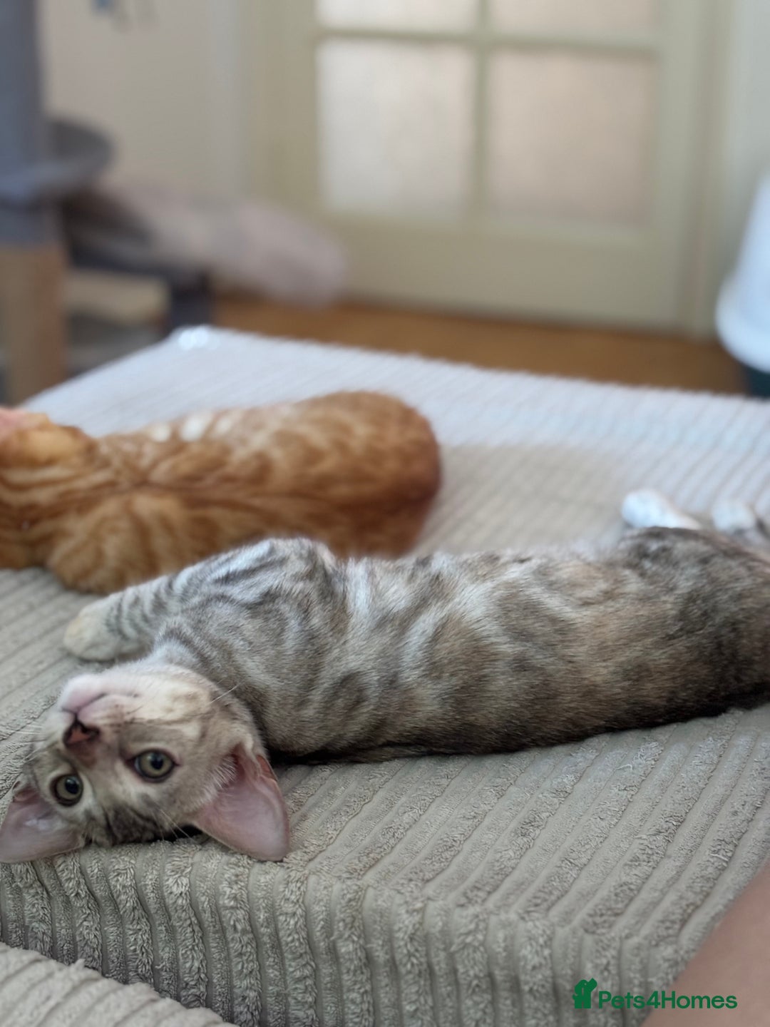 Bengal cats for sale: Beautiful Bengal Kittens ❤️  - Image 5