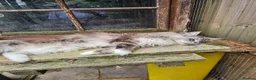 Maine Coon cats for sale: Amazing pedigree Mainecoon Female  - Advert 1