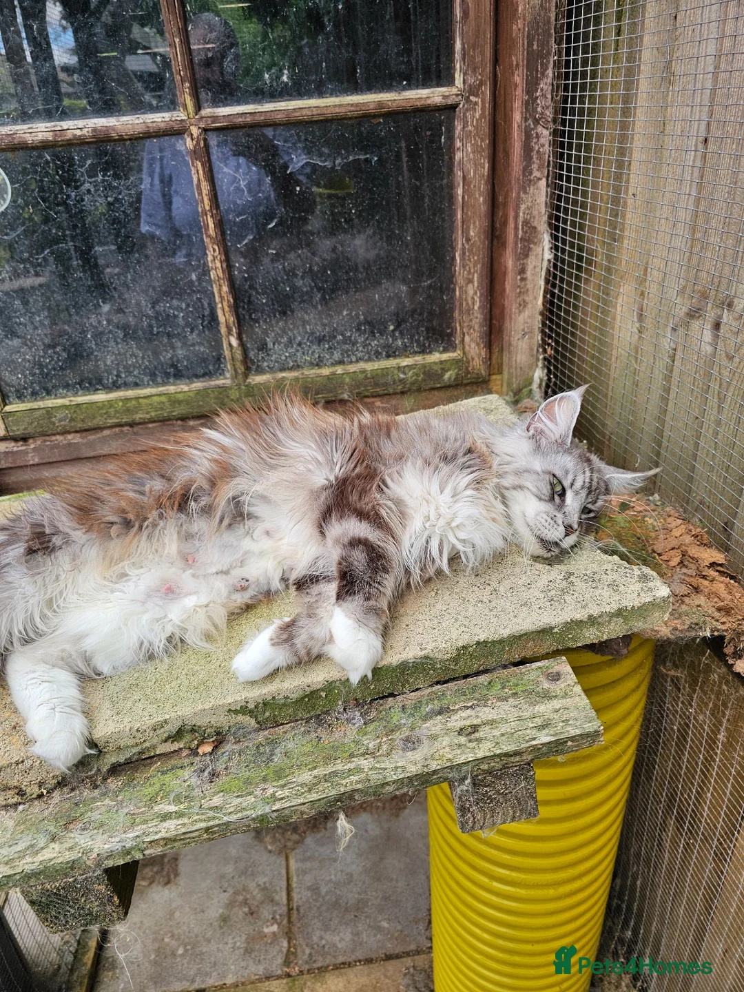Maine Coon cats for sale: Amazing pedigree Mainecoon Female  - Advert 1