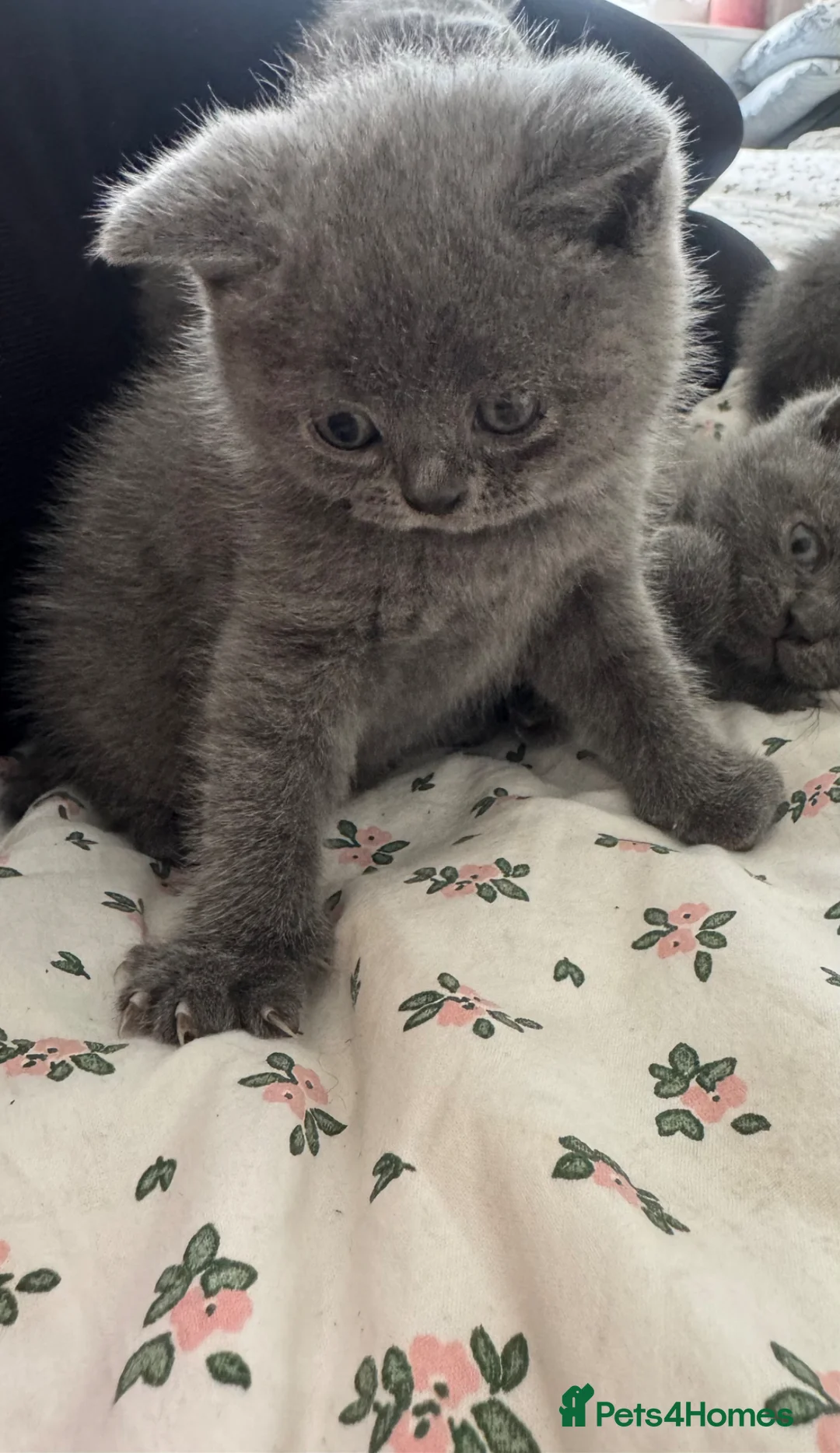 British Shorthair cats for sale: Stunning 😍 British shorthair kittens 🐱  - Advert 2