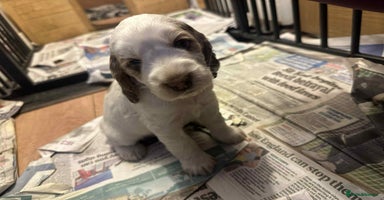 Cocker Spaniel dogs - Advert 12