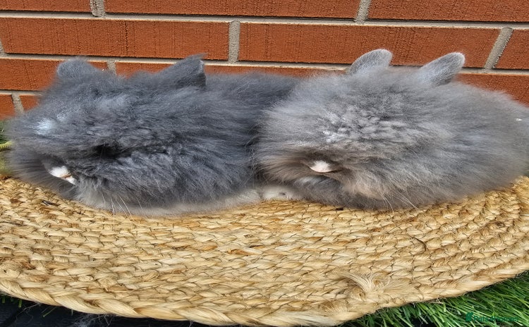 Lionhead rabbits - Advert 13