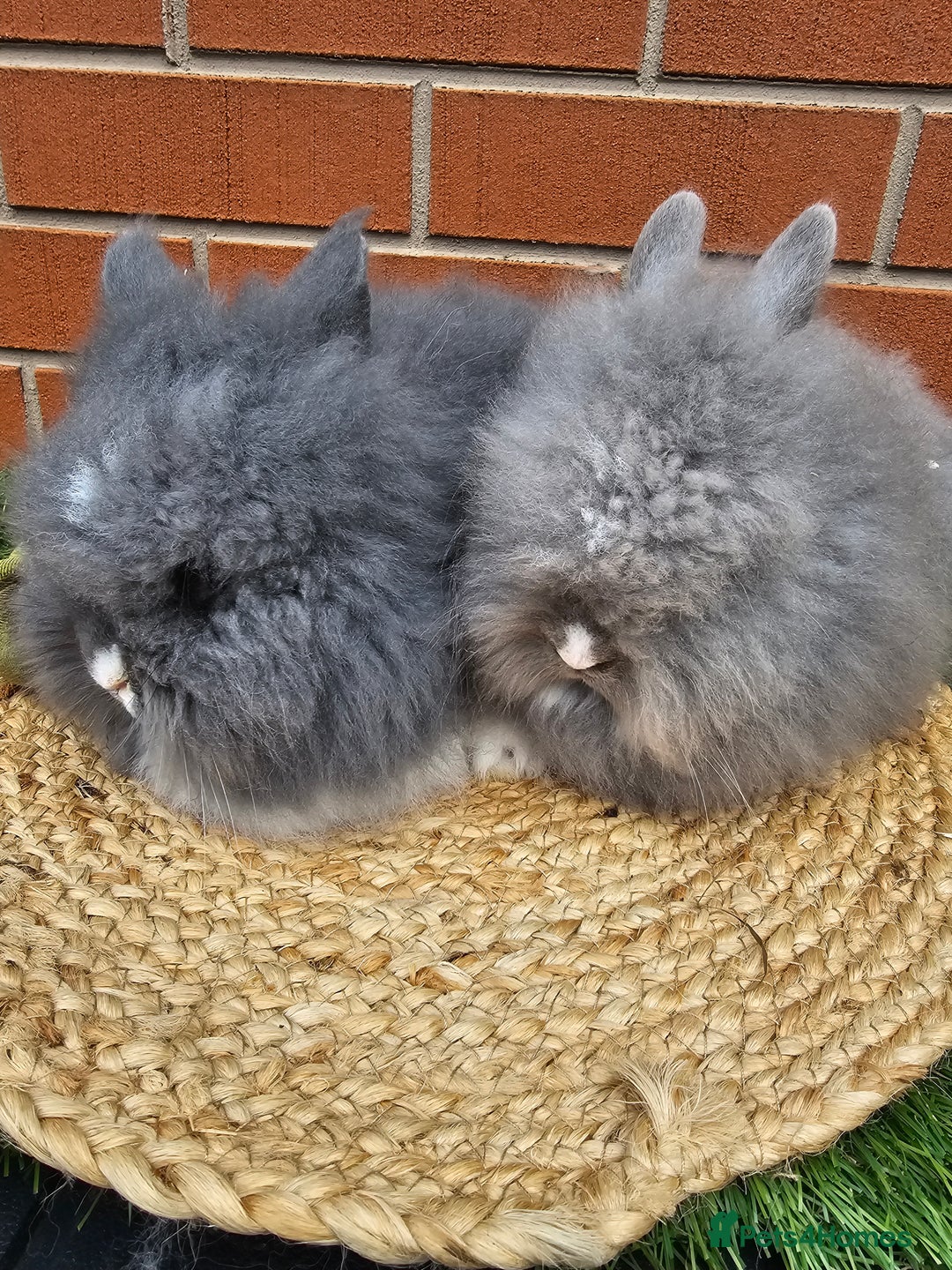 Lionhead rabbits for sale: Double Maned lionhead bunnies - Image 1