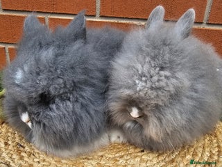 Lionhead rabbits - Advert 25
