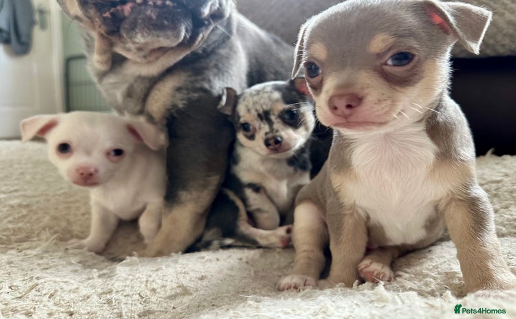 Chihuahua dogs - Advert 1