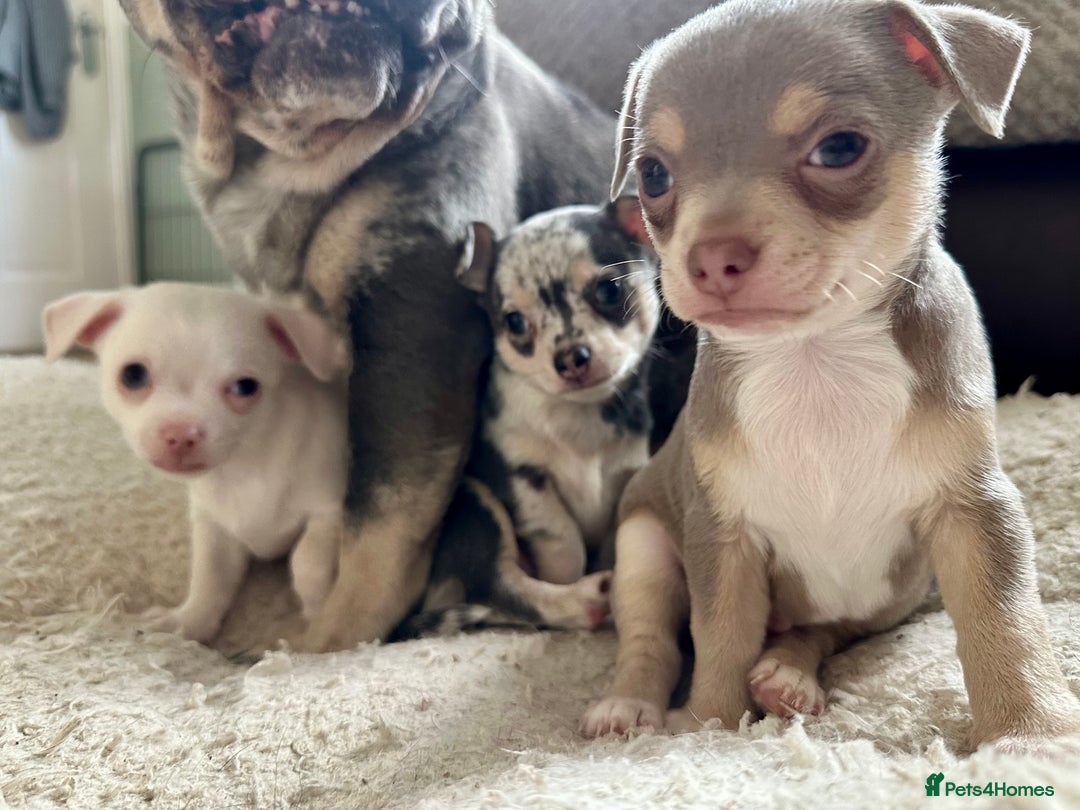 Chihuahua dogs for sale: Beautiful Chihuahua Babies - Image 1