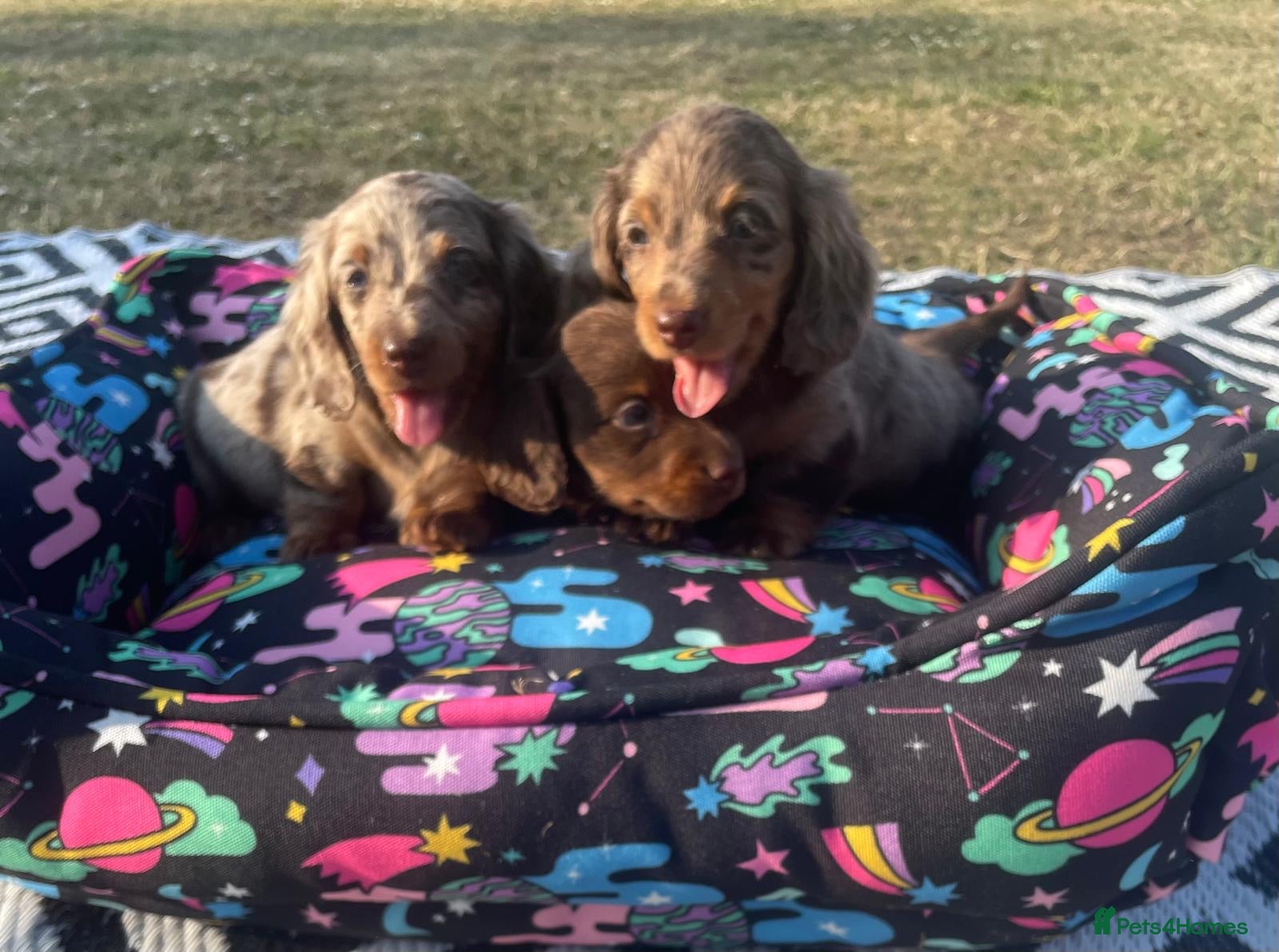 Miniature Dachshund dogs Miniature longhaired dachshund  - Advert 1