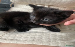 Mixed Breed cats for sale: Sweet kittens  - Image 5