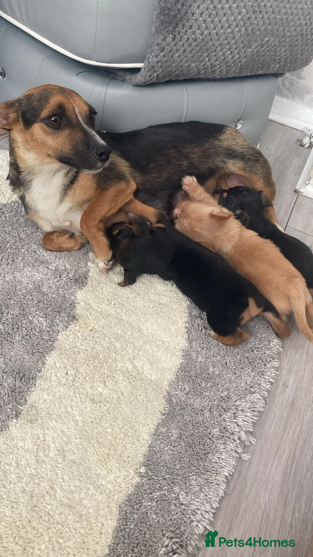 Mixed Breed dogs for sale: Jack russle - Yorkie  in Mitcham - Advert 5