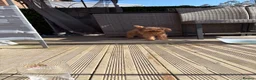 Cavapoo dogs for sale: F1bb Red Toy Cavapoo health tested parents in Doncaster - Advert 1