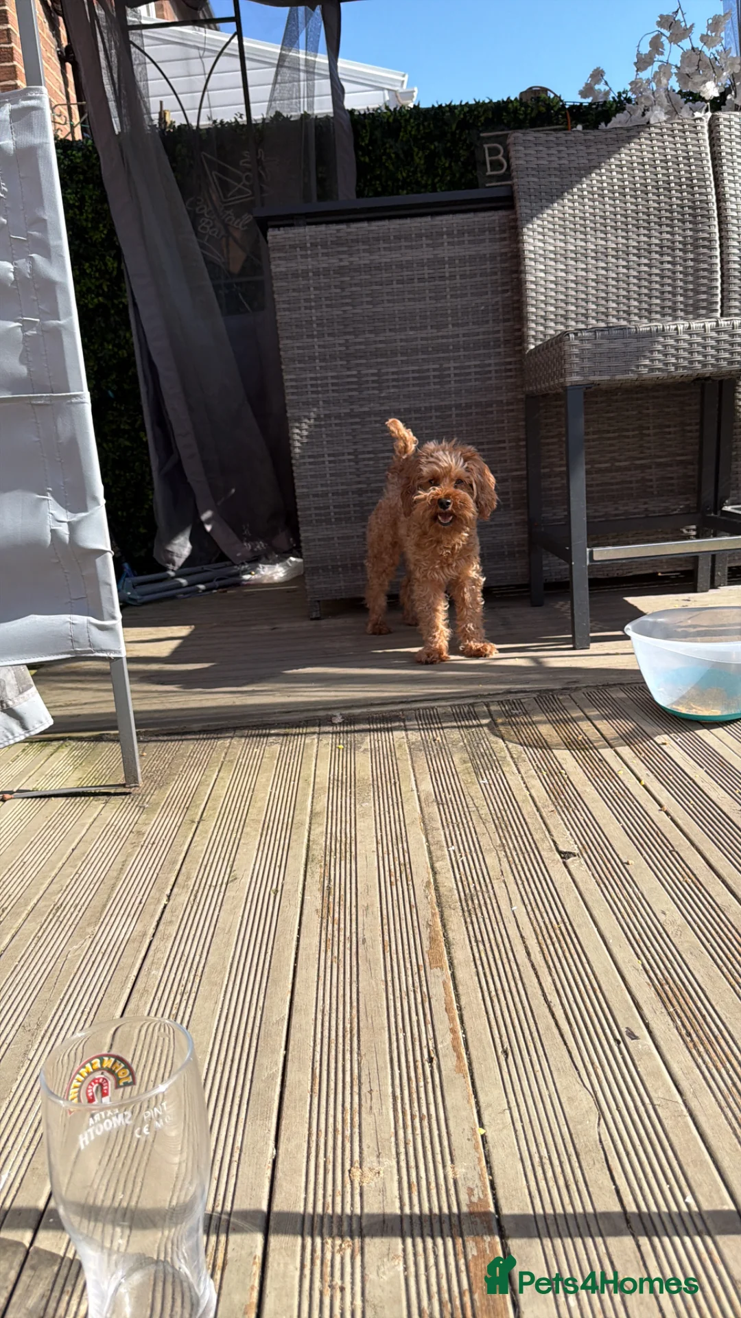 Cavapoo dogs for sale: F1bb Red Toy Cavapoo health tested parents in Doncaster - Advert 1