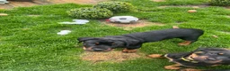 Rottweiler dogs for sale: Only one girl leftChunky pups excellent bloodlines - Advert 4
