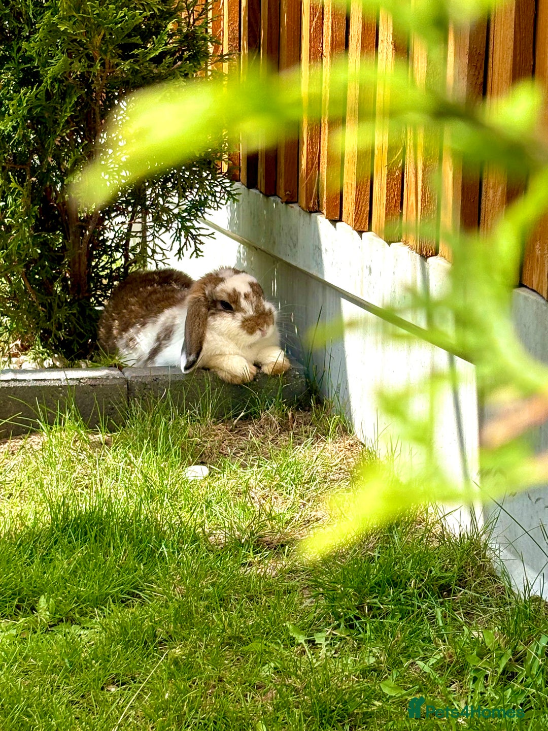 Mini Lop rabbits for sale: Mini lop - Image 3