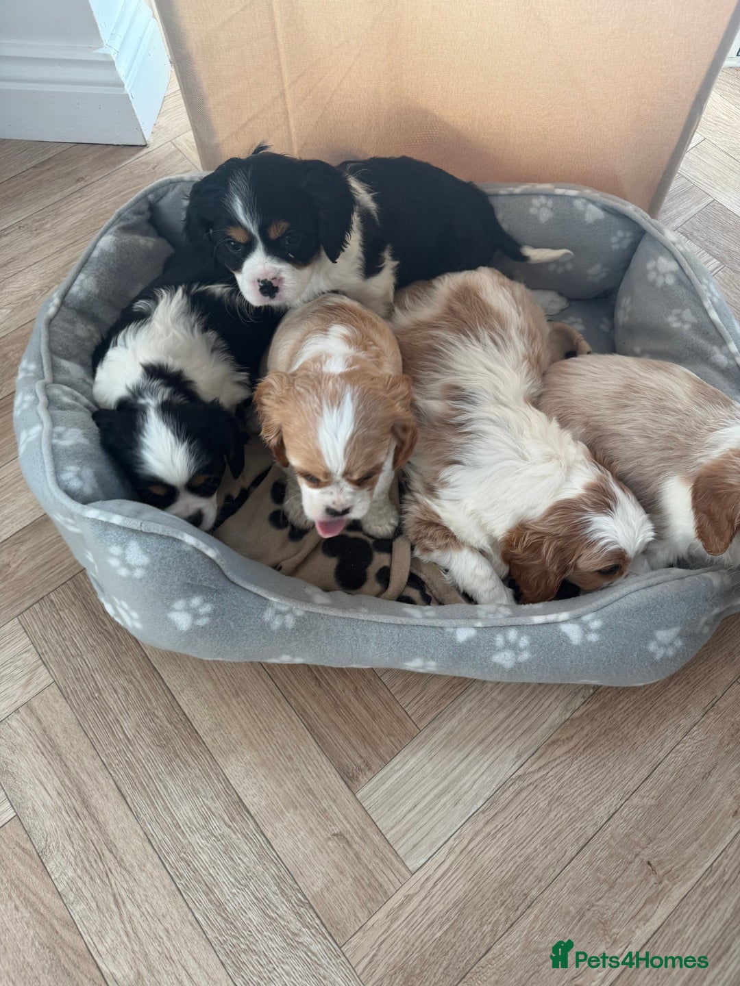 Cavalier King Charles Spaniel dogs for sale: 🐶King Charles Cavalier Puppies✨ STUNNING✨❤️🐶  - Advert 9