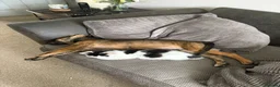 Mixed Breed dogs for sale: Beautiful Malinois cross German shepherd  - Advert 3
