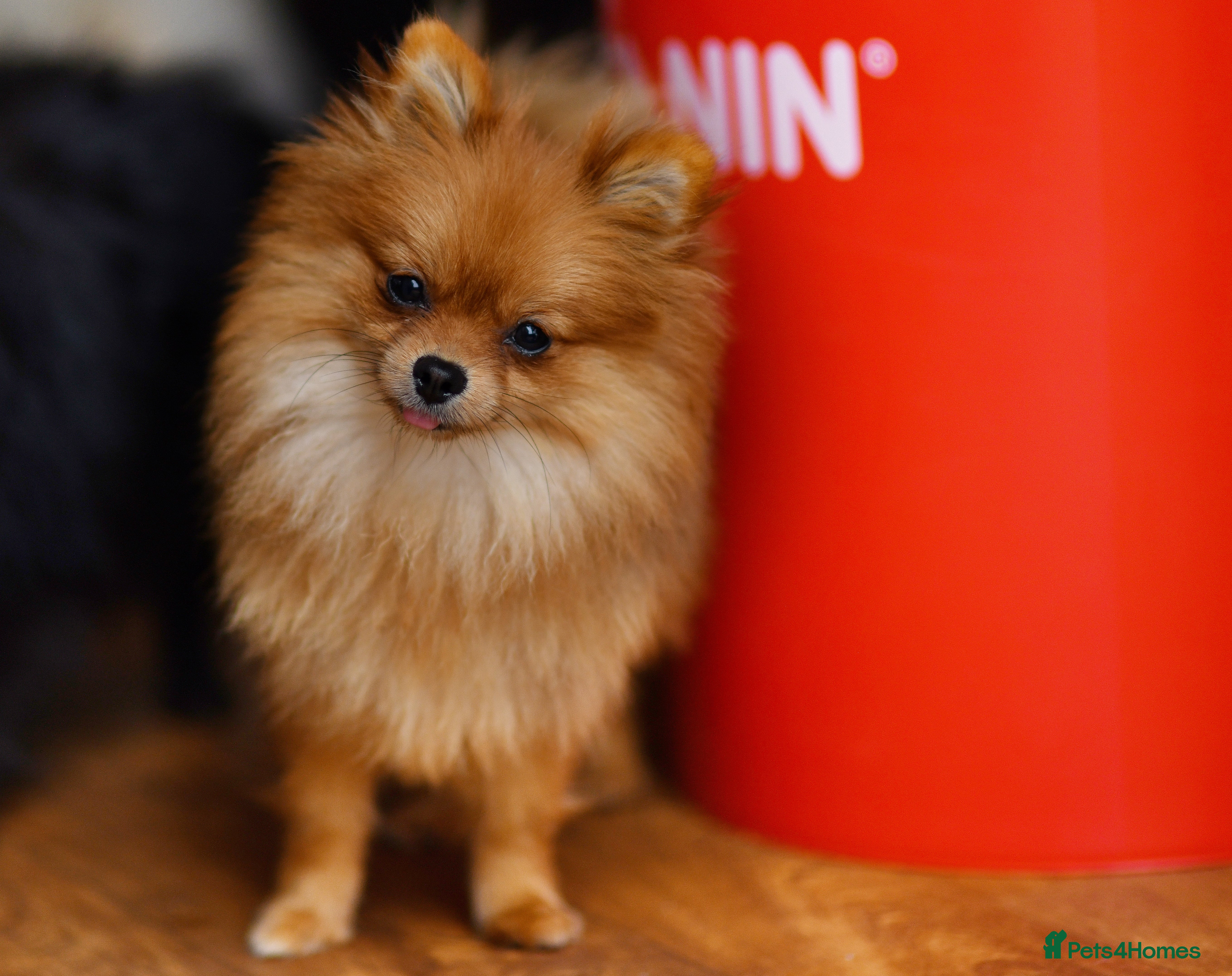 Pomeranian dogs ORANGE SHADED SABLE ADULT FEMALE POMERANIAN - Advert 1