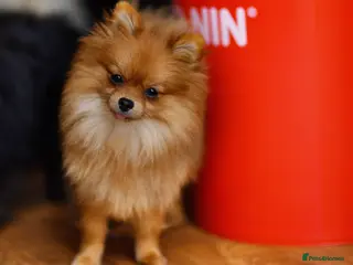 Pomeranian dogs ORANGE SHADED SABLE ADULT FEMALE POMERANIAN - Advert 1