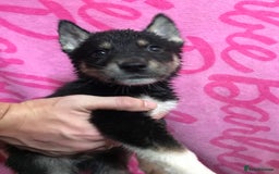 Huskita dogs for sale: Huskita pups  - Image 2