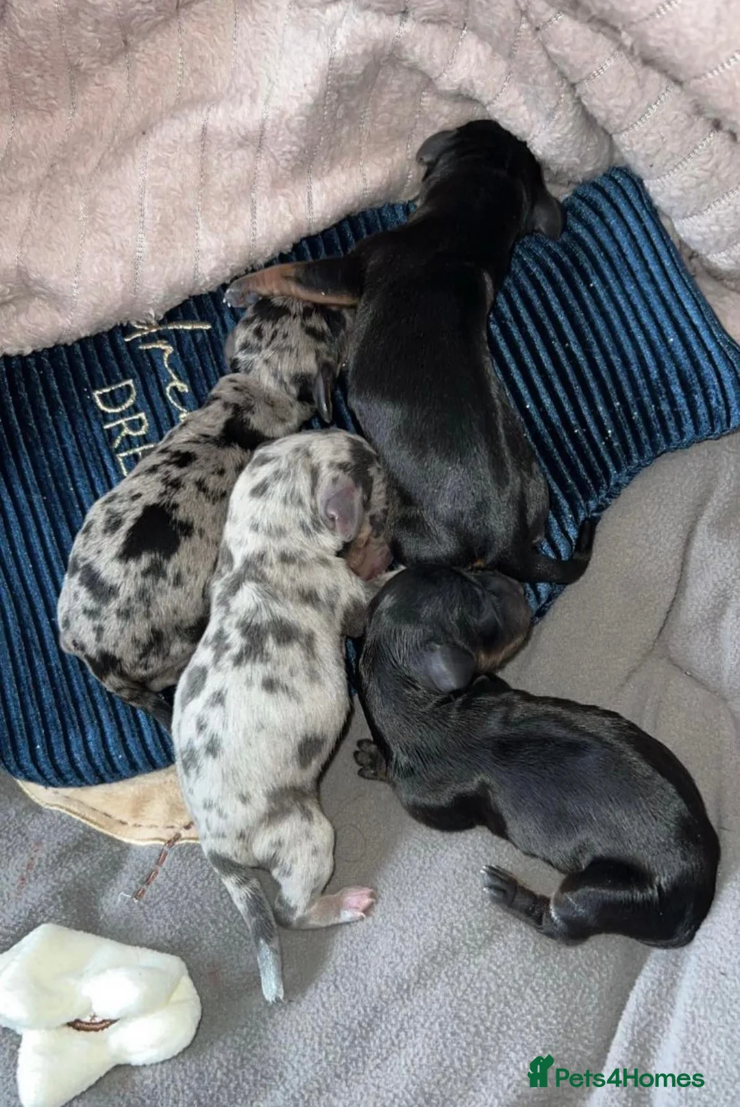 Miniature Dachshund dogs for stud: KC REG SILVER DAPPLE & TAN STUD CARRYING CREAM in Irvine - Advert 23