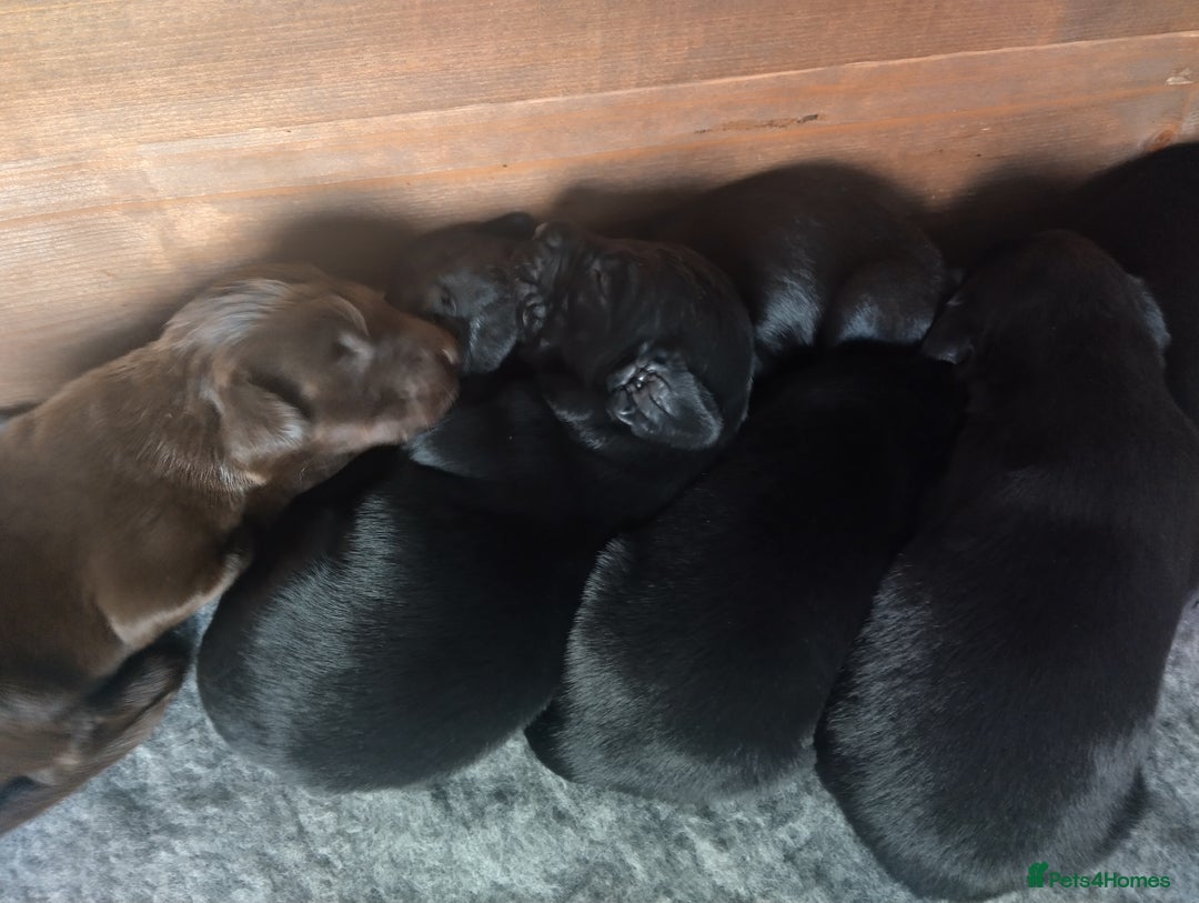 Flat coated Retriever dogs for sale: Nine beautiful flat coat retriever puppies in Falkirk - Image 6