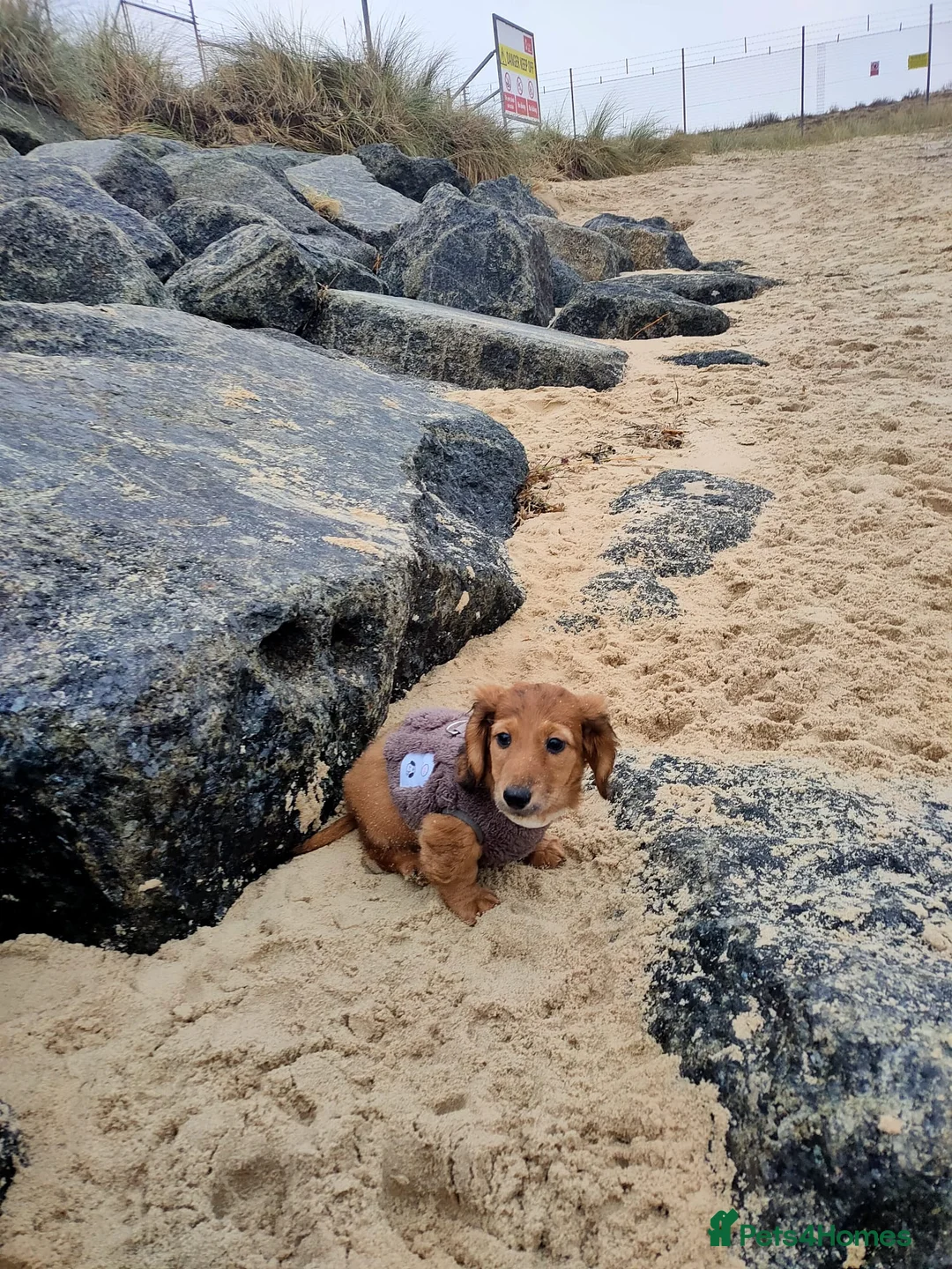 Miniature Dachshund dogs for sale: Miniature long haired daschunds  - Advert 6