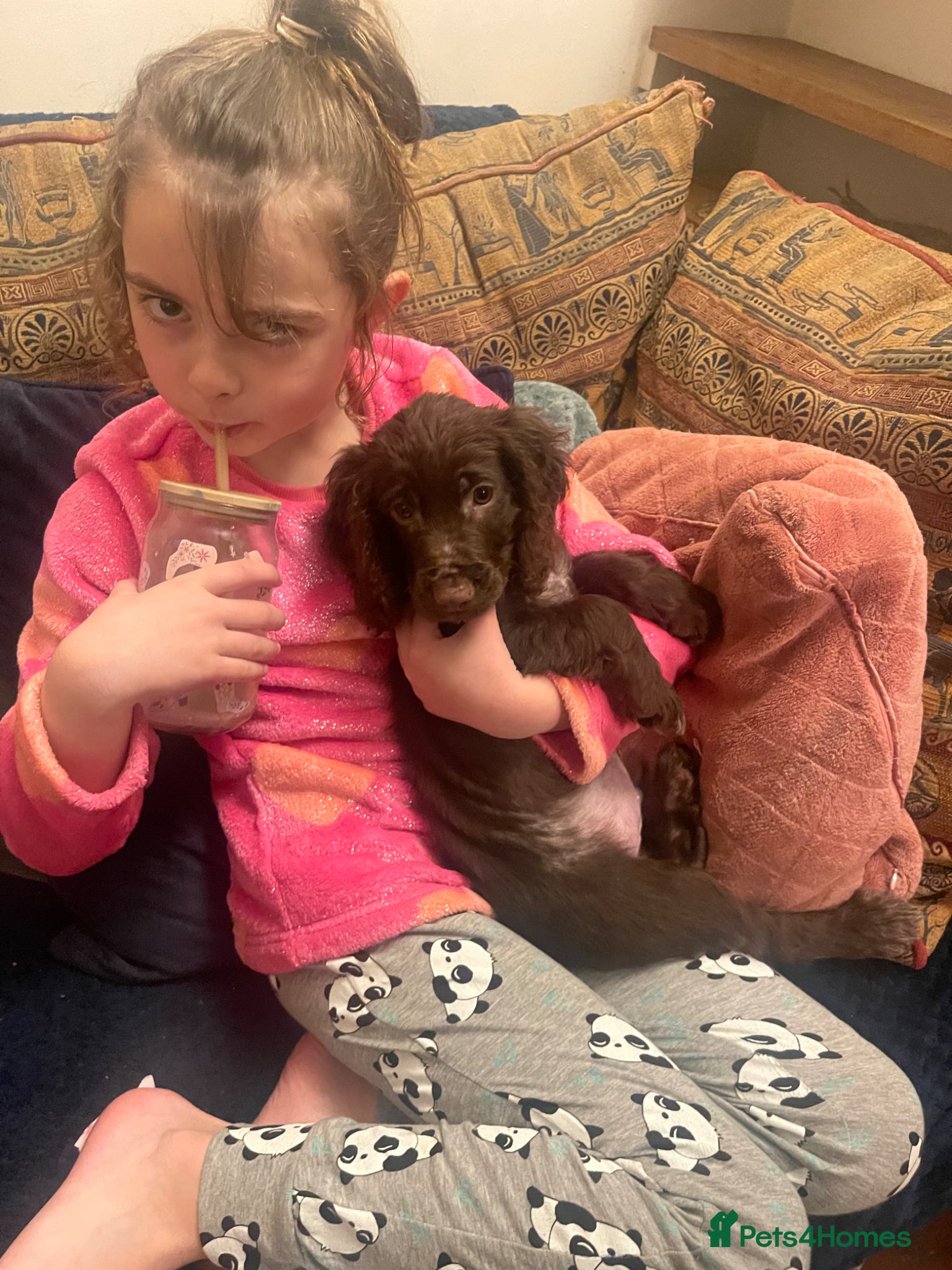 Cocker Spaniel dogs Last chocolate boy  - Advert 9