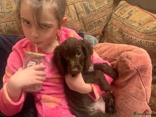 Cocker Spaniel dogs Last chocolate boy - Advert 9