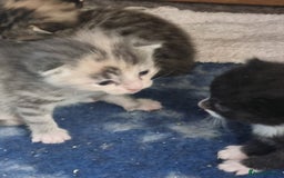 Maine Coon cats for sale: Main coon/ British short hair mix - Image 4
