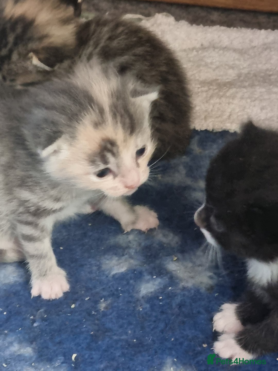 Maine Coon cats for sale: Main coon/ British short hair mix - Image 4