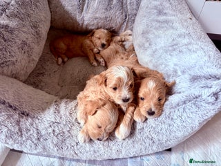 Maltipoo dogs Miniature F1 Maltipoo Puppies - Advert 6