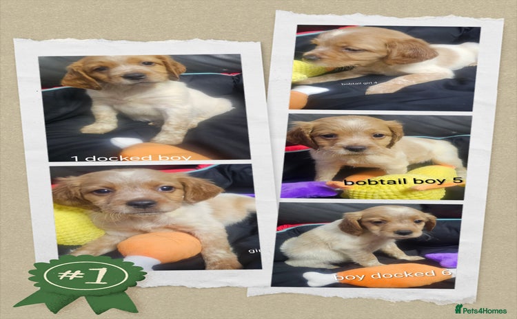 Brittany Spaniel dogs - Advert 1