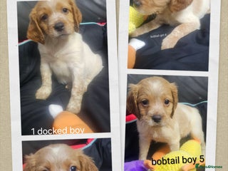 Brittany Spaniel dogs - Advert 1