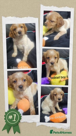 Brittany Spaniel dogs - Advert 1