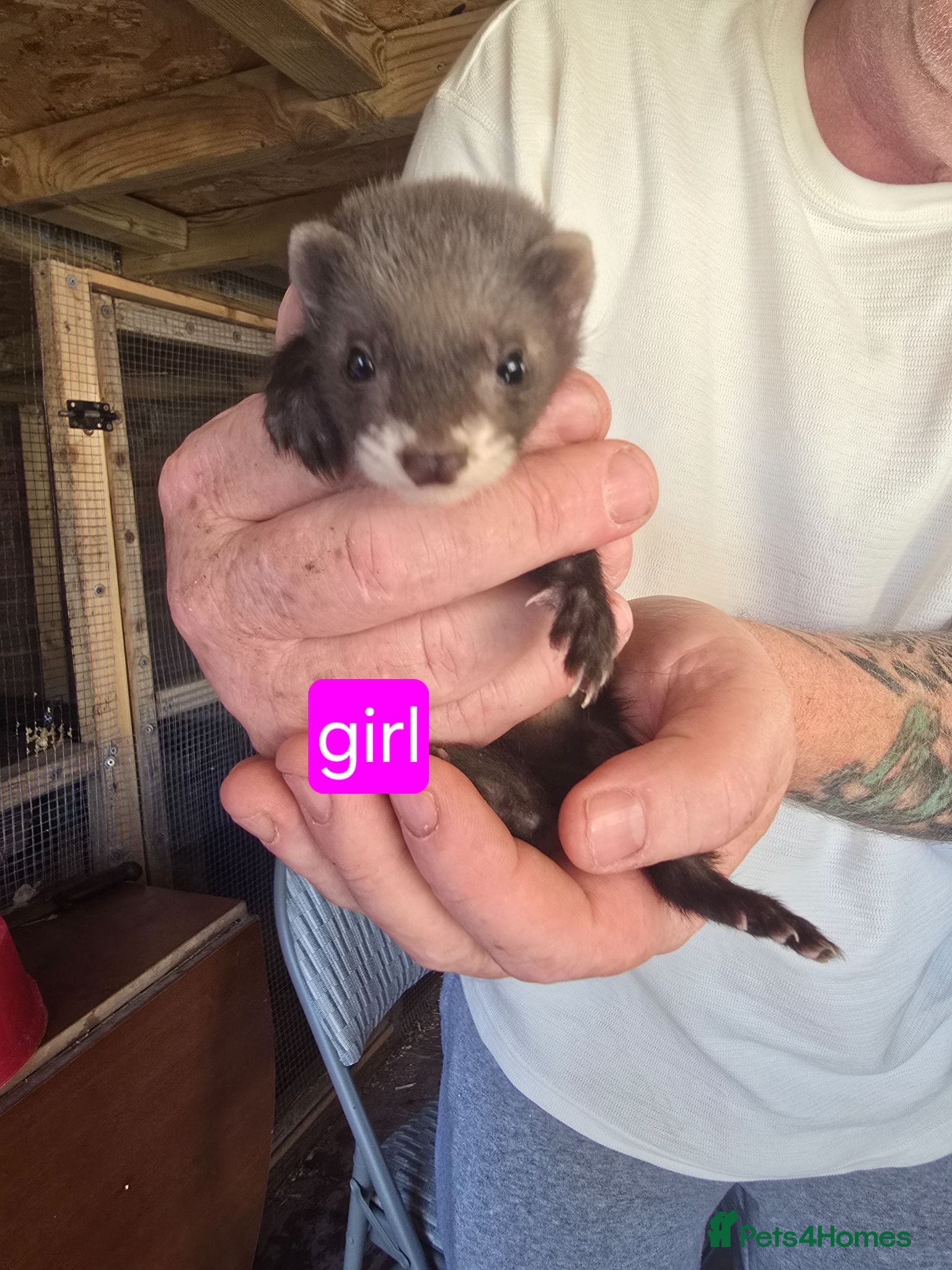 Ferret rodents Ferrets for sale - Advert 11