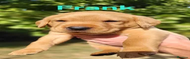 Frank