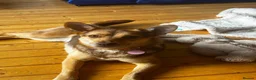 Mixed Breed dogs for adoption: Tiny Ruby Needs a Dog Bestie ❤️ - Advert 4