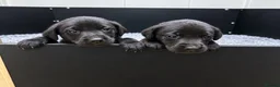 Labrador Retriever dogs for sale: Health tested Working Labrador Puppies in Welshpool - Advert 4