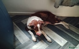 Welsh Collie dogs for sale: Tri colour Welsh collies  - Image 8