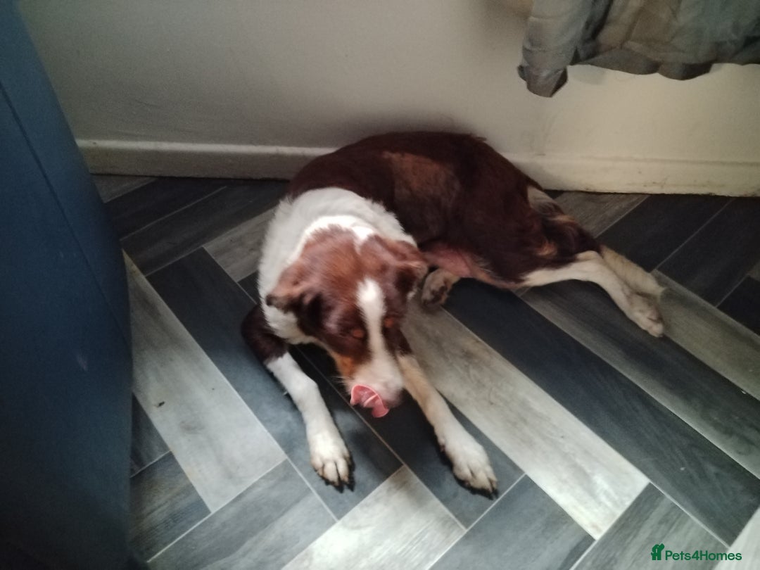 Welsh Collie dogs for sale: Tri colour Welsh collies  - Image 8