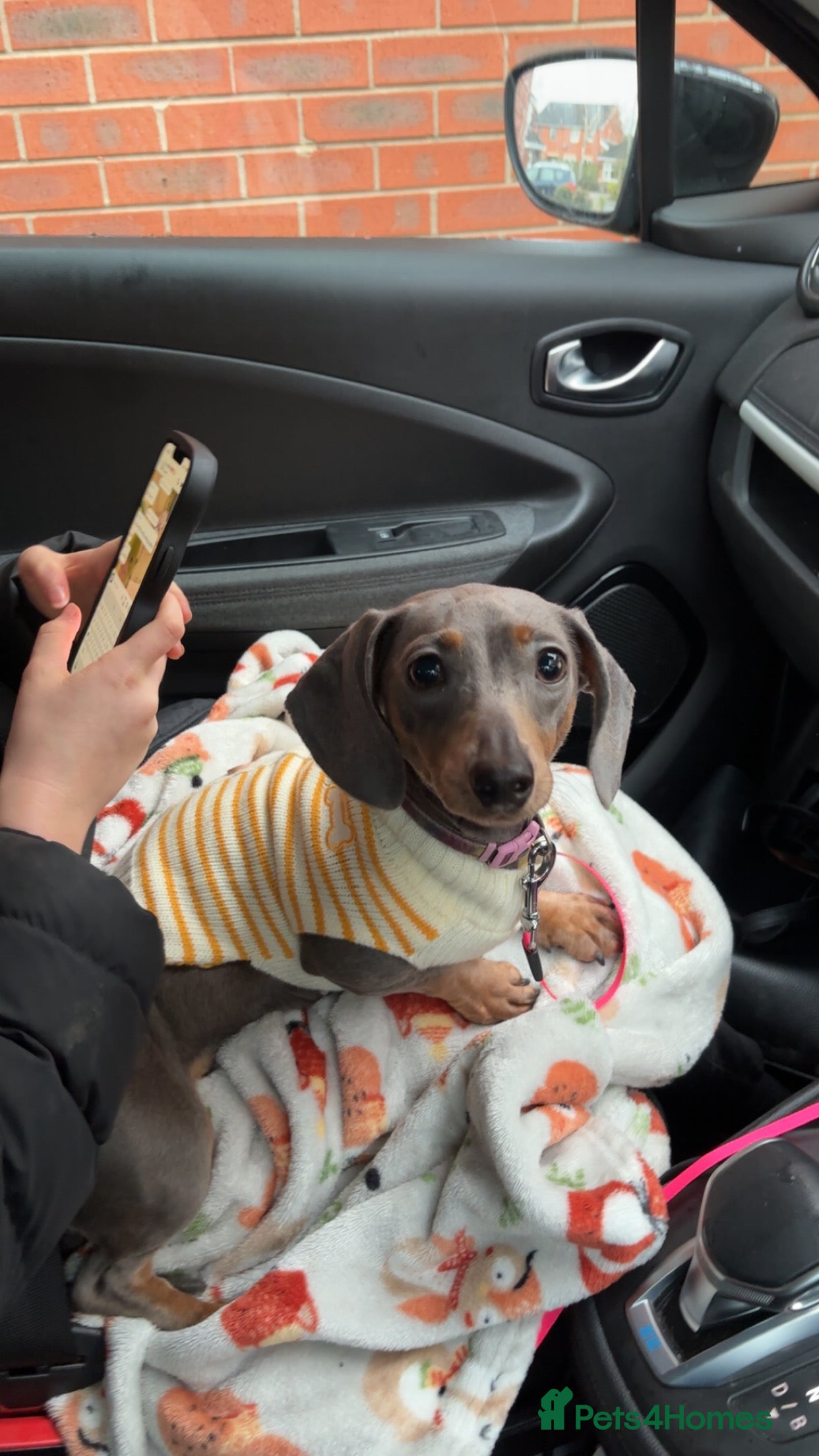 Miniature Dachshund dogs 2 year old Miniature Dachshund Girl - Advert 1