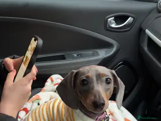 Miniature Dachshund dogs 2 year old Miniature Dachshund Girl - Advert 1