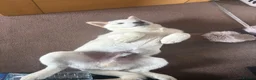 Mixed Breed dogs for sale: Rolo is a 6 month old chowski - Advert 2