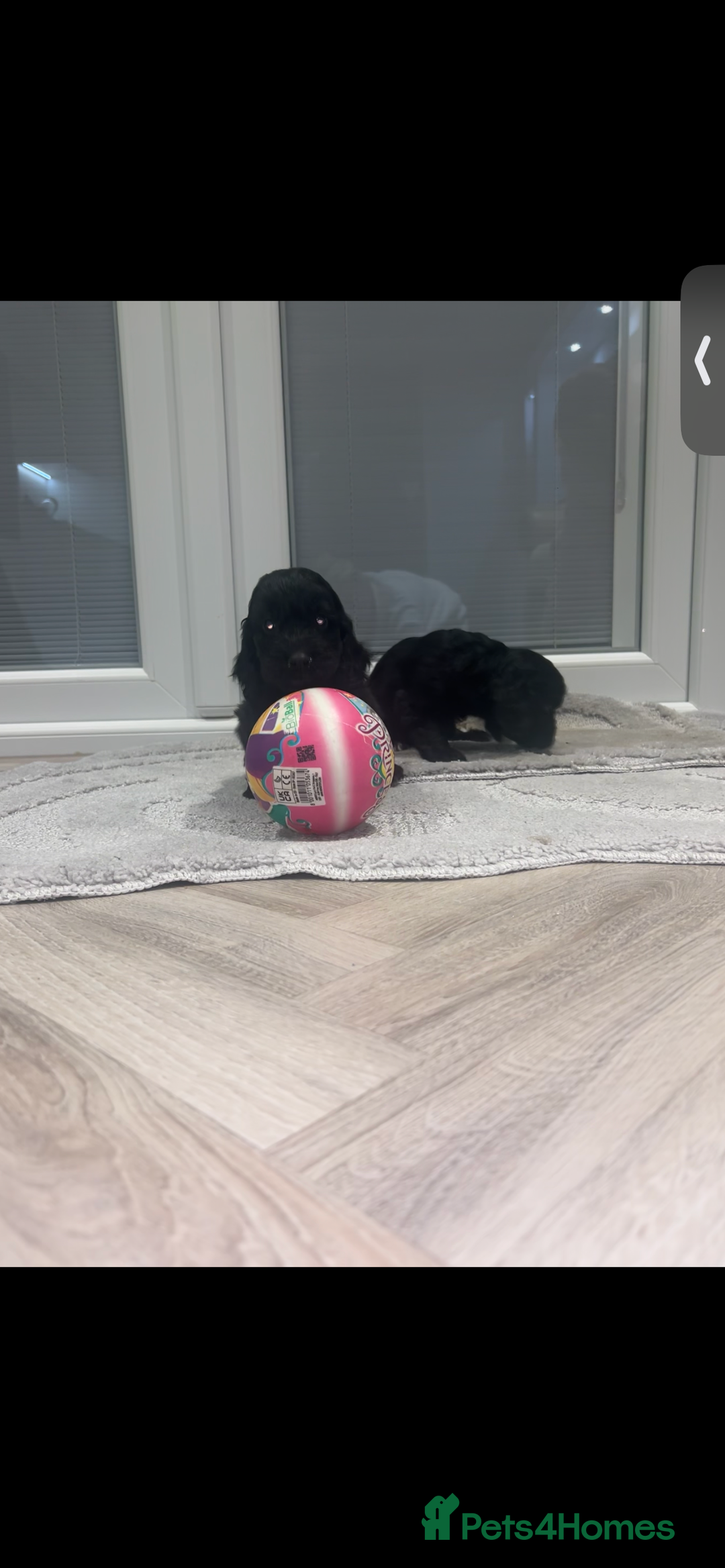 Cockapoo dogs for sale: F1 cockapoo puppies  - Advert 19