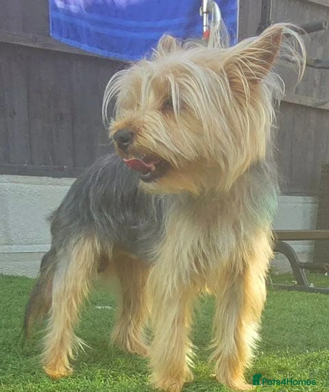 Yorkshire Terrier dogs for sale: Yorkshire terrier puppies  - Advert 2