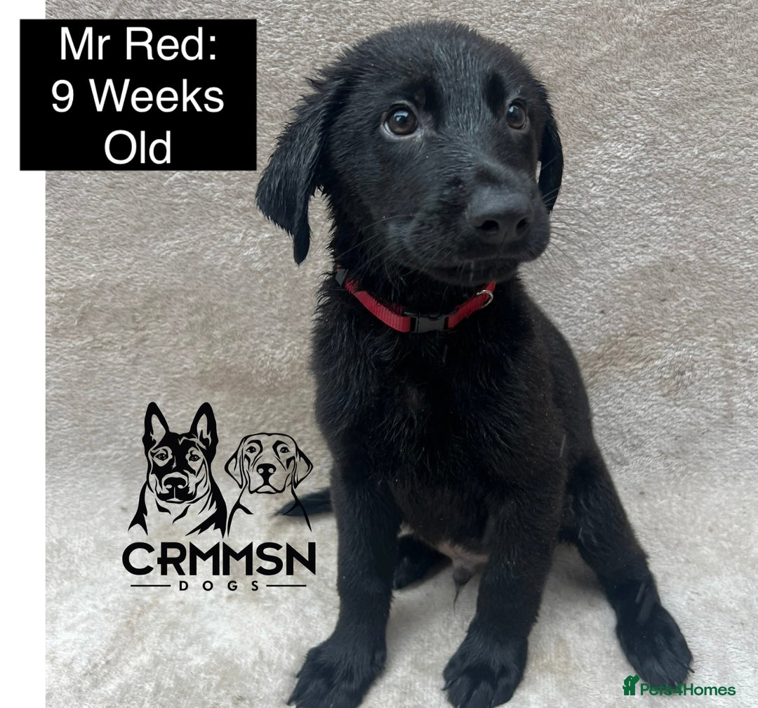 Mixed Breed dogs for sale: Uniquely Outstanding Czech GSD X Labrador Puppies  - Image 6
