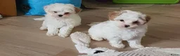 Maltipoo dogs for sale: F1 Korean Toy Maltipoo, Dna health tested mum - Advert 6