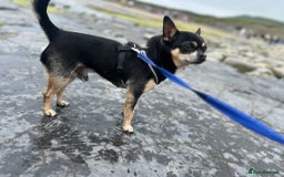 Chihuahua dogs for stud: For Stud  - Image 2